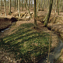 Rockeler Wald
