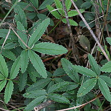 Sumpf-Blutauge - Blätter