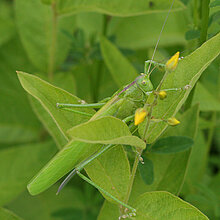 Grünes Heupferd - Heuschrecke