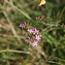 Tausendgüldenkraut (Centaurium erythraea)