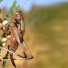 Kurzflügelige Beißschrecke