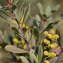 Männliche Gagelstrauch Pflanze.