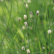 Gewöhnliche Sumpfbinse (Eleocharis vulgaris)