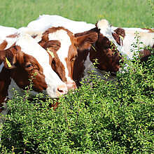 Rinder auf der Weide