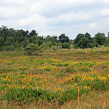 Süskenbrocksmoor