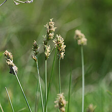 Hasenpfoten-Segge Ähren
