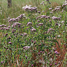 Gewöhnlicher Wasserdost (Eupatorium cannbium)