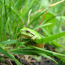 Laubfrosch an einem Grashalm.