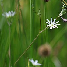 Gras-Sternmiere Blüte