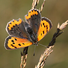 Kleiner Feuerfalter