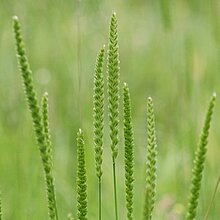 Kammgras (Cynosurus cristatus). In NRW im Bestand gefährdet (Rote Liste NRW 2020)