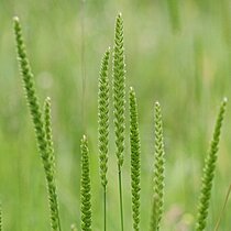 Kammgras (Cynosurus cristatus). In NRW im Bestand gefährdet (Rote Liste NRW 2020)