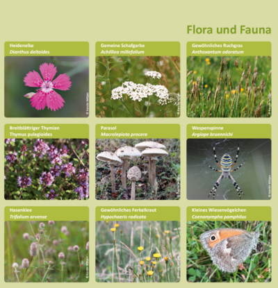 Infotafel: Arten im Magergrünland