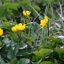 Sumpfdotterblume (Caltha palustris) mit gelben Blüten.