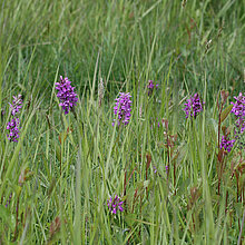 Geflecktes Knabenkraut (Dactylorhiza maculata)