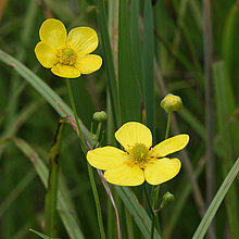 Zungen-Hahnenfuß Blüten