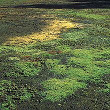 Tännel-Arten auf den feuchten Böden der abgelassenen Teiche.