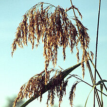 Schilfröhricht (Phragmites australis)