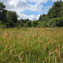 Sumpf-Reitgras Wiese