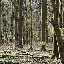 Eichen-Hainbuchenwald