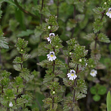 Blühender Steifer Augentrost (Euphrasia stricta)