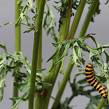 Jakobskrautbär (Tyria jacobaeae) - Schmetterlingsraupe