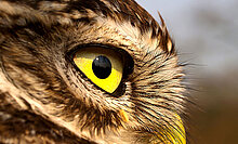 Steinkauz, Kopf seitlich (W. Rusch)