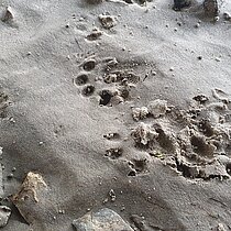 Trittsiegel vom Fischotter im Sand.