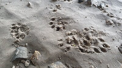 Trittsiegel vom Fischotter im Sand.