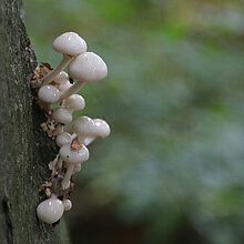 Beringter Schleimrübling (Mucidula mucida)