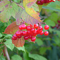 Gemeiner Schneeball (Viburnum opulus)