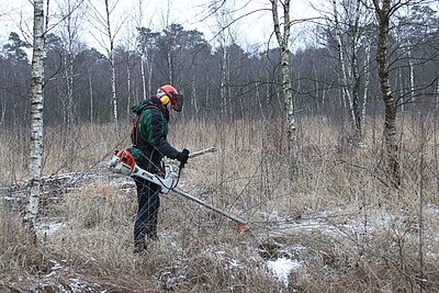 Entkusselung im Venner Moor.