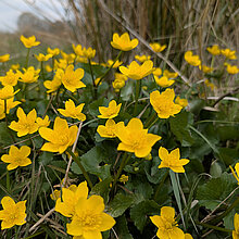 Sumpfdotterblume (Caltha palustris)