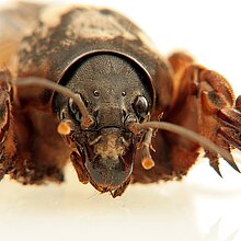 Europäische Maulwurfsgrille (Gryllotalpa gryllotalpa)