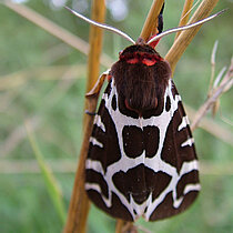 Brauner Bär Schmetterling