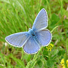 Männlicher Hauhechel-Bläuling mit blauer Flügeloberfläche.