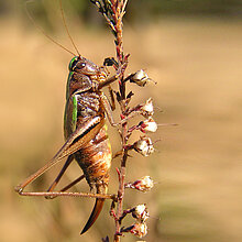 Kurzflügelige Beißschrecke
