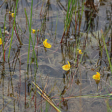 Verkannter Wasserschlauch (Utricularia_australis)