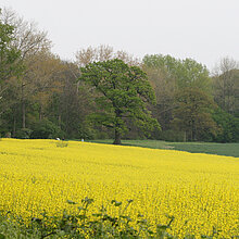 Aussicht vom Picknickplatz auf gelb blühendes Feld.