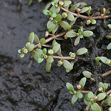 Sechsmänniger Tännel