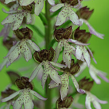 Das Purpur-Knabenkraut (Orchis purpurea)