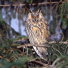 Die Waldohreule besiedelt vor allem die Waldränder. Sie ist im Kreis Coesfeld regelmäßiger Brutvogel.