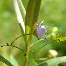Schild-Ehrenpreis (Veronica scutellata) 
