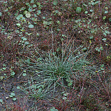 Vielstängelige Sumpfbinse