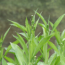 Zungen-Hahnenfuß (Ranunculus ingua)
