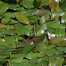 Knöterich-Laichkraut