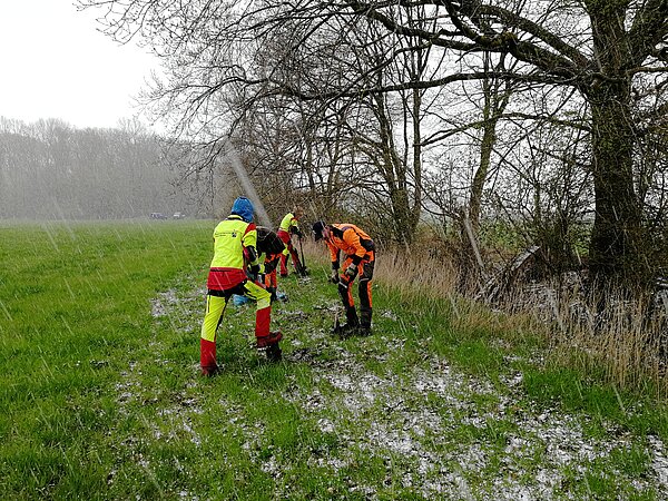 Zurückdrängung von Störzeigern: Entfernung der Herkules-Staude.