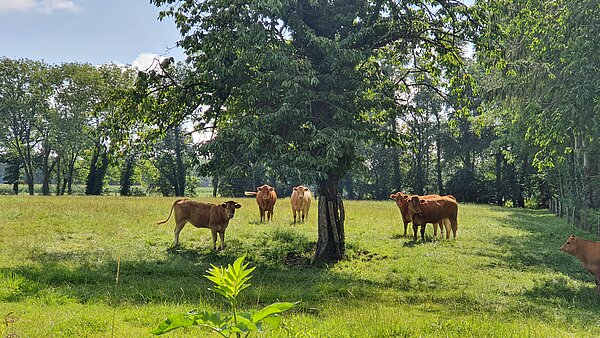 Rinderweide in der Düsterbachaue, 2023 (S. Loftus)