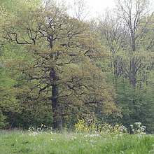 Alte Eiche im NSG Ichterloh