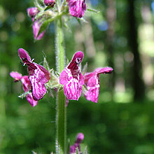 Wald-Ziest (Stachys sylvatica)